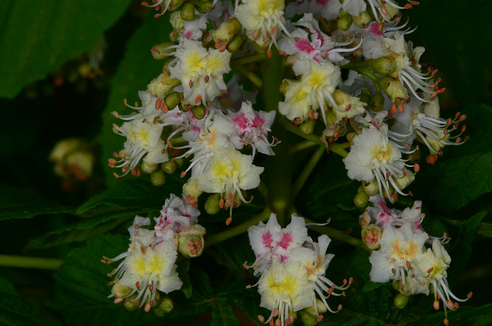 bloemen kastanje kastanje