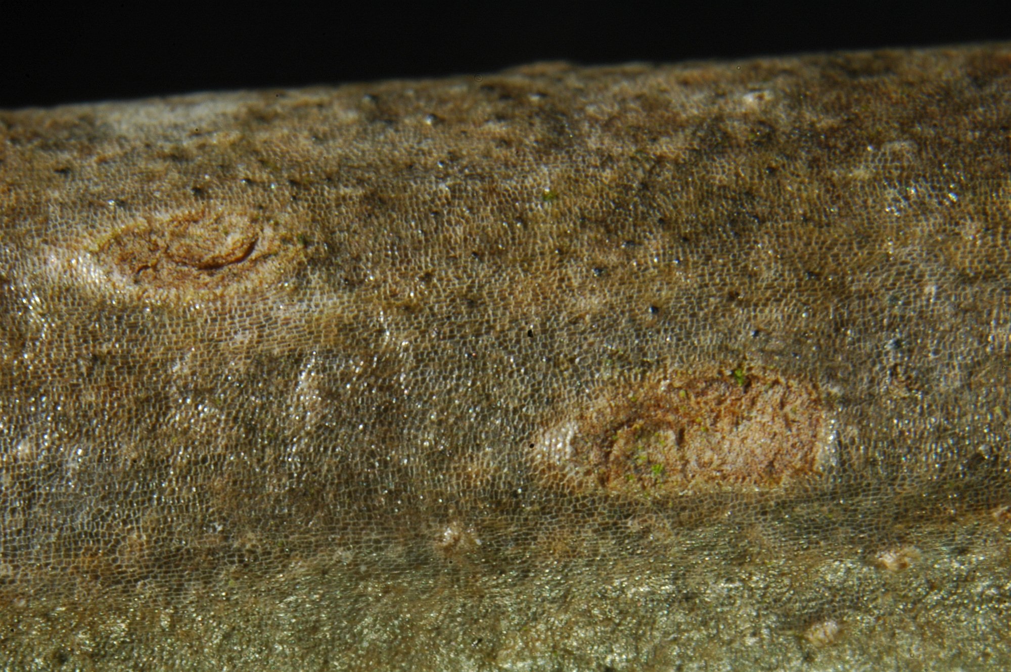 lenticel lenticel