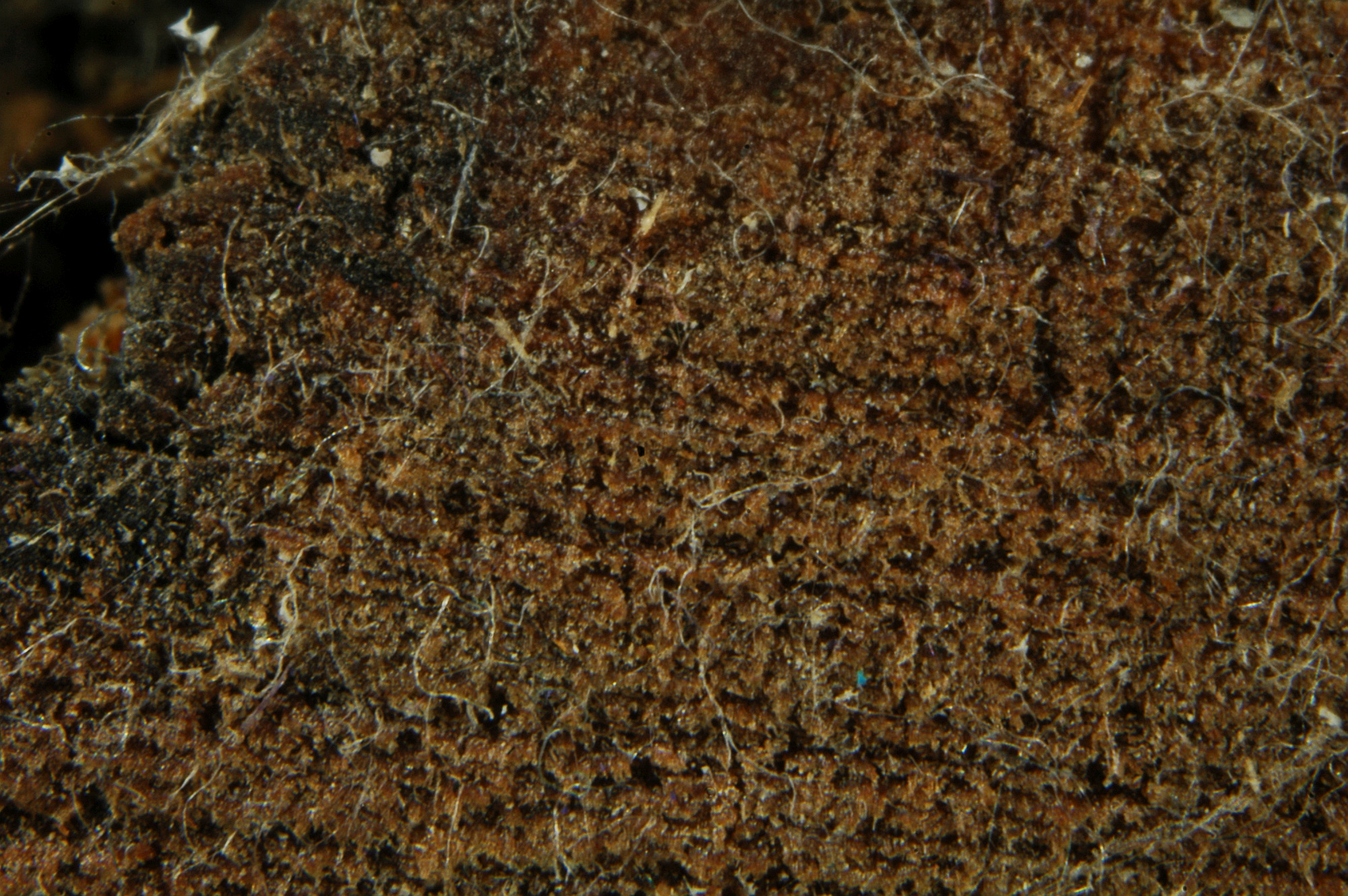 schors acacia schors acacia