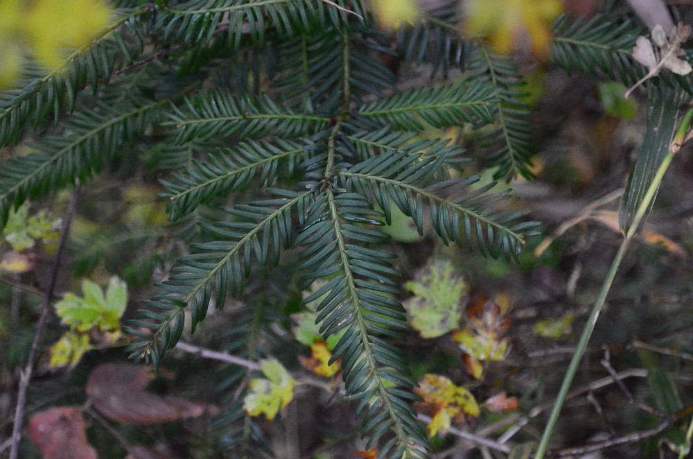 taxus taxus